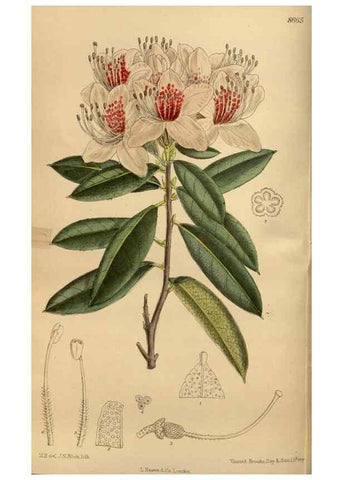 Reproducción/Reproduction 36015633366: Curtis's botanical magazine.. London ; New York [etc.] :Academic Press [etc.]
