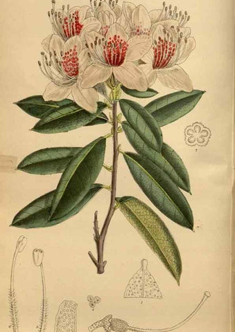 Reproducción/Reproduction 36015633366: Curtis's botanical magazine.. London ; New York [etc.] :Academic Press [etc.]