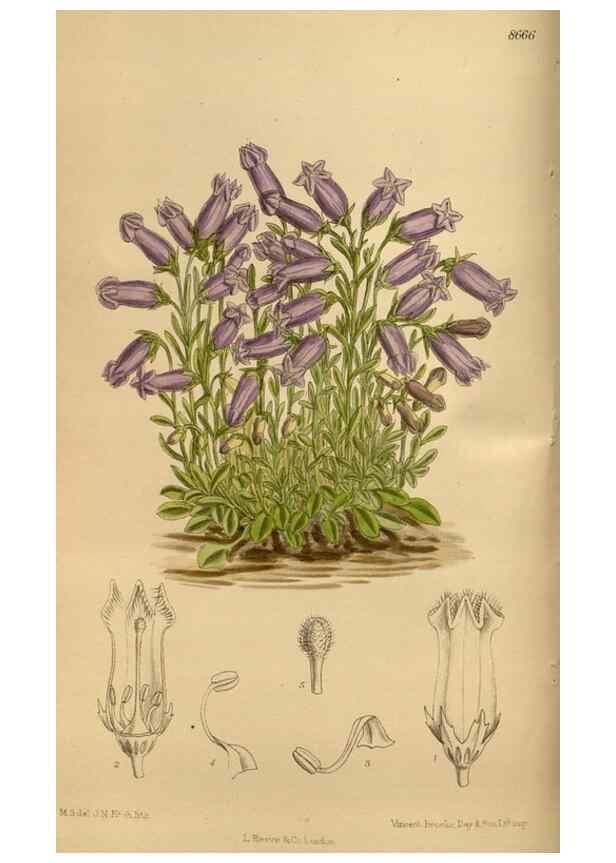 Reproducción/Reproduction 36015634736: Curtis's botanical magazine.. London ; New York [etc.] :Academic Press [etc.]