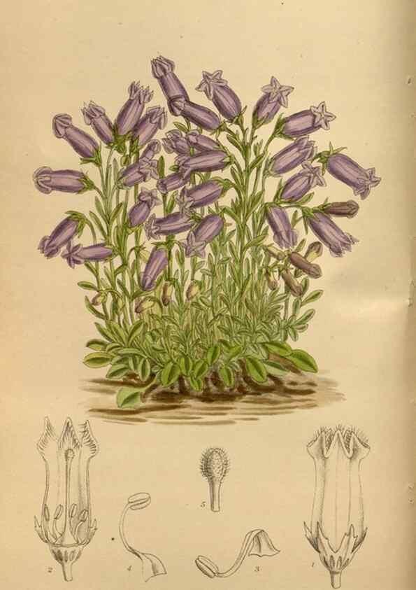 Reproducción/Reproduction 36015634736: Curtis's botanical magazine.. London ; New York [etc.] :Academic Press [etc.]
