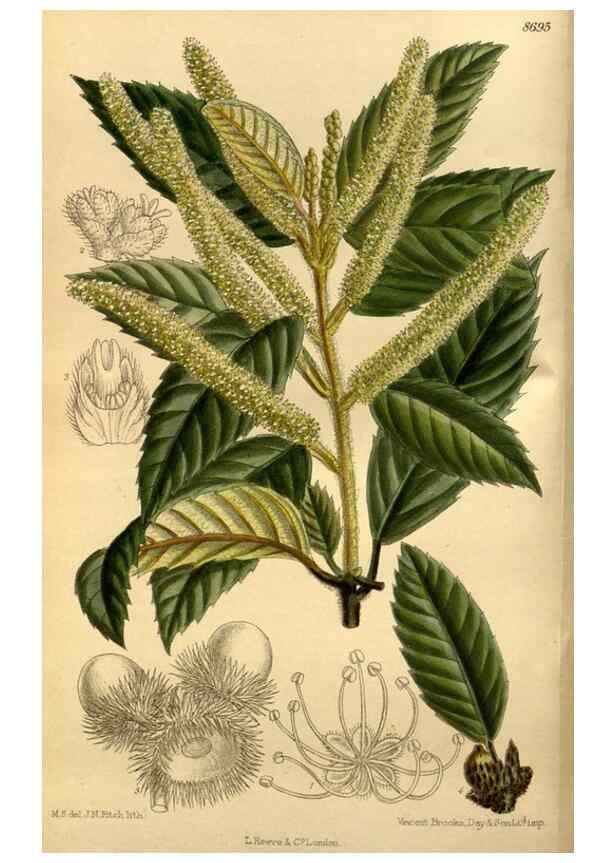 Reproducción/Reproduction 35885891922: Curtis's botanical magazine.. London ; New York [etc.] :Academic Press [etc.]