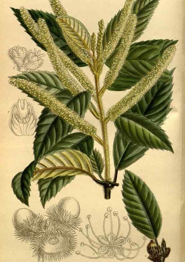 Reproducción/Reproduction 35885891922: Curtis's botanical magazine.. London ; New York [etc.] :Academic Press [etc.]