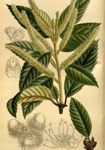 Reproducción/Reproduction 35885891922: Curtis's botanical magazine.. London ; New York [etc.] :Academic Press [etc.]