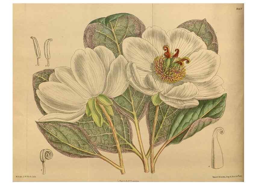 Reproducción/Reproduction 36015635796: Curtis's botanical magazine.. London ; New York [etc.] :Academic Press [etc.]