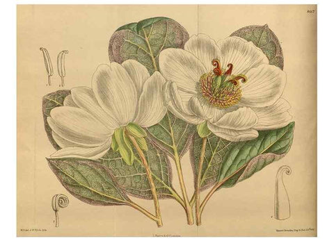 Reproducción/Reproduction 36015635796: Curtis's botanical magazine.. London ; New York [etc.] :Academic Press [etc.]