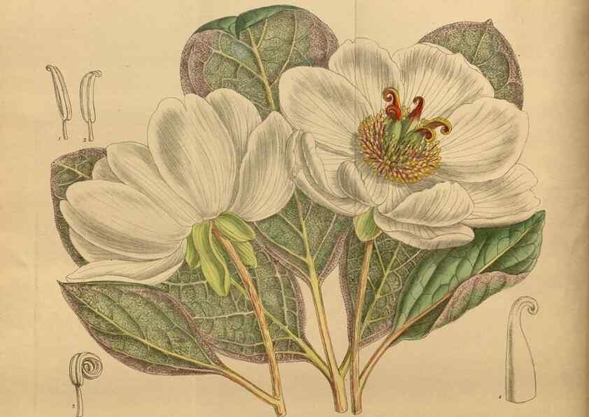Reproducción/Reproduction 36015635796: Curtis's botanical magazine.. London ; New York [etc.] :Academic Press [etc.]