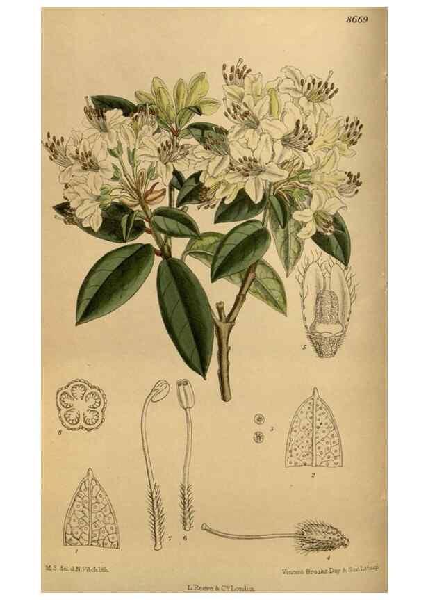 Reproducción/Reproduction 36015637946: Curtis's botanical magazine.. London ; New York [etc.] :Academic Press [etc.]