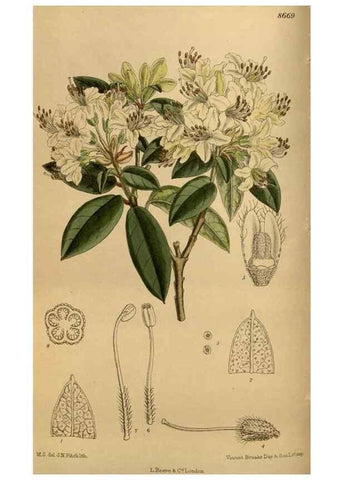 Reproducción/Reproduction 36015637946: Curtis's botanical magazine.. London ; New York [etc.] :Academic Press [etc.]
