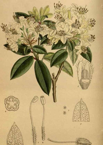 Reproducción/Reproduction 36015637946: Curtis's botanical magazine.. London ; New York [etc.] :Academic Press [etc.]
