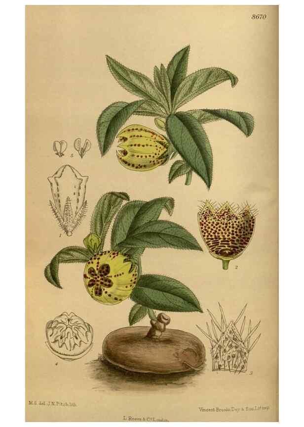 Reproducción/Reproduction 35923685751: Curtis's botanical magazine.. London ; New York [etc.] :Academic Press [etc.]