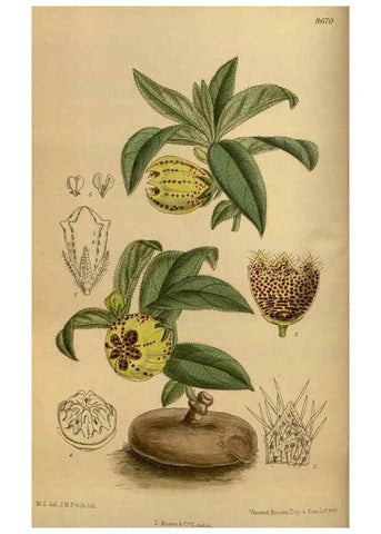 Reproducción/Reproduction 35923685751: Curtis's botanical magazine.. London ; New York [etc.] :Academic Press [etc.]