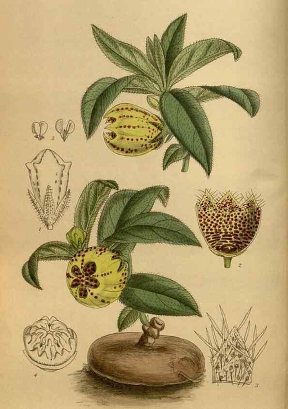 Reproducción/Reproduction 35923685751: Curtis's botanical magazine.. London ; New York [etc.] :Academic Press [etc.]