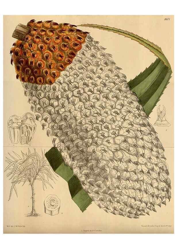 Reproducción/Reproduction 35667486360: Curtis's botanical magazine.. London ; New York [etc.] :Academic Press [etc.]