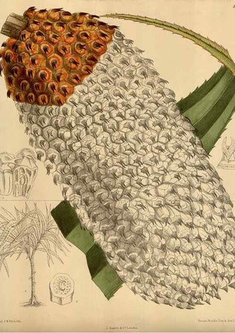 Reproducción/Reproduction 35667486360: Curtis's botanical magazine.. London ; New York [etc.] :Academic Press [etc.]