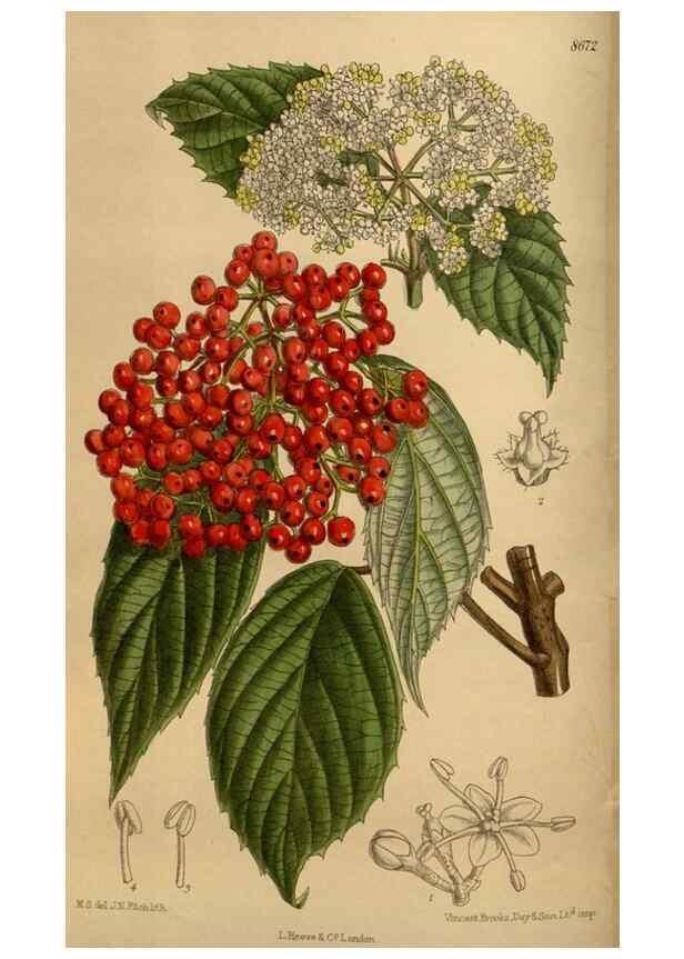 Reproducción/Reproduction 35667487660: Curtis's botanical magazine.. London ; New York [etc.] :Academic Press [etc.]