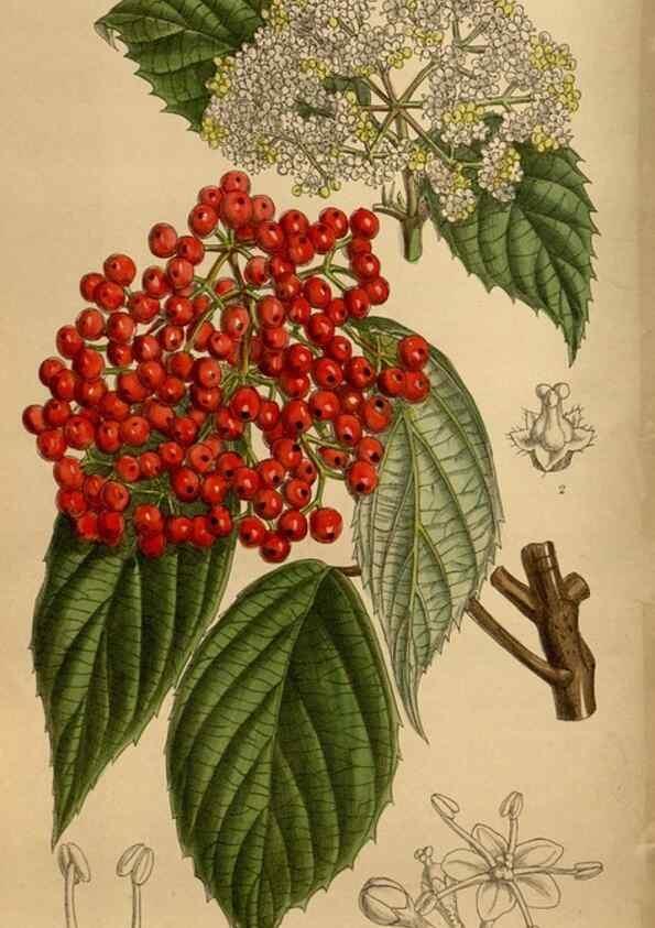 Reproducción/Reproduction 35667487660: Curtis's botanical magazine.. London ; New York [etc.] :Academic Press [etc.]