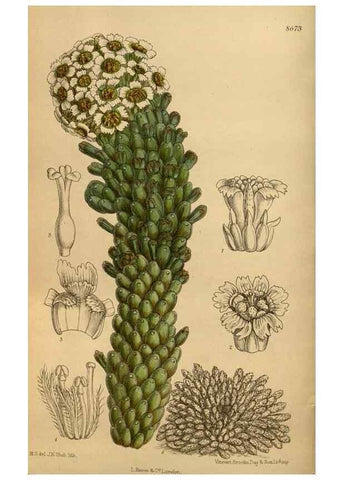 Reproducción/Reproduction 35667489400: Curtis's botanical magazine.. London ; New York [etc.] :Academic Press [etc.]