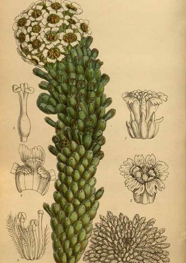 Reproducción/Reproduction 35667489400: Curtis's botanical magazine.. London ; New York [etc.] :Academic Press [etc.]