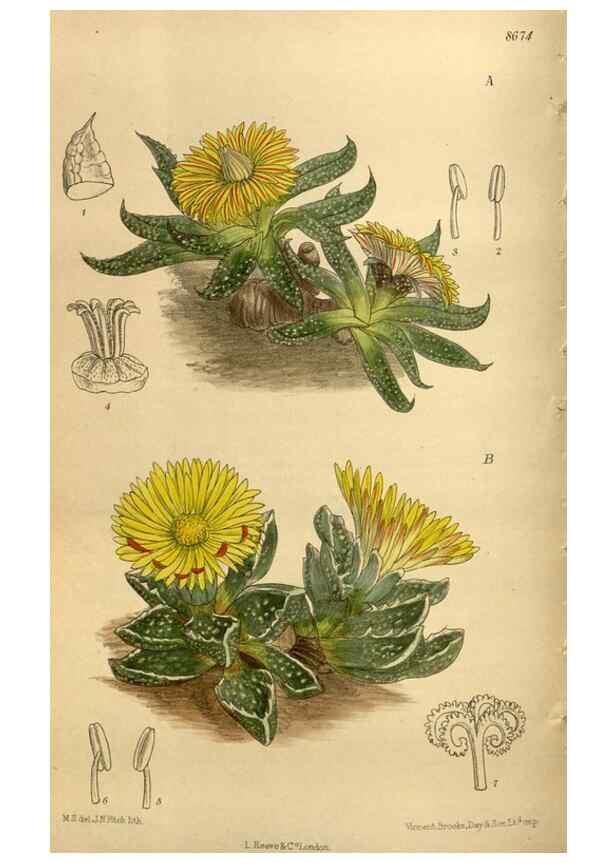 Reproducción/Reproduction 35667491330: Curtis's botanical magazine.. London ; New York [etc.] :Academic Press [etc.]