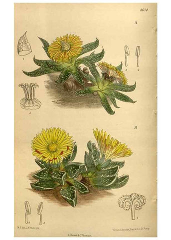 Reproducción/Reproduction 35667491330: Curtis's botanical magazine.. London ; New York [etc.] :Academic Press [etc.]