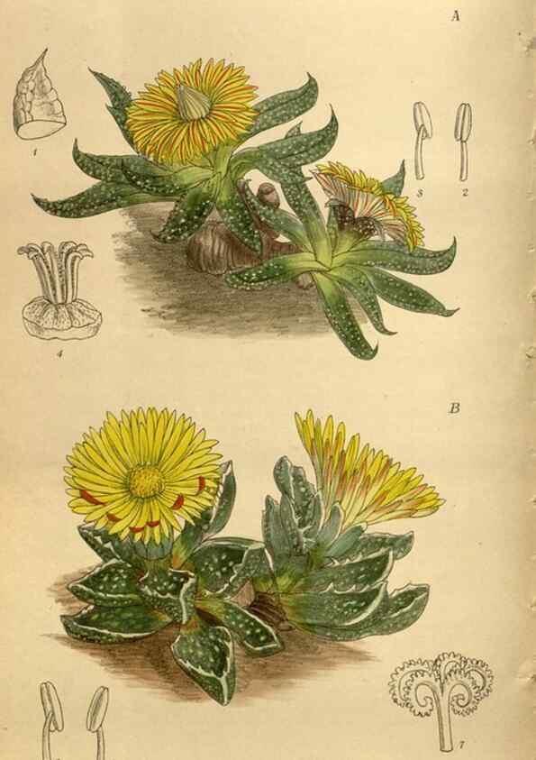 Reproducción/Reproduction 35667491330: Curtis's botanical magazine.. London ; New York [etc.] :Academic Press [etc.]