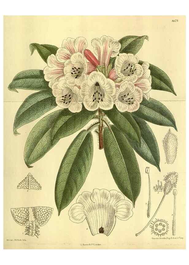 Reproducción/Reproduction 35667493010: Curtis's botanical magazine.. London ; New York [etc.] :Academic Press [etc.]