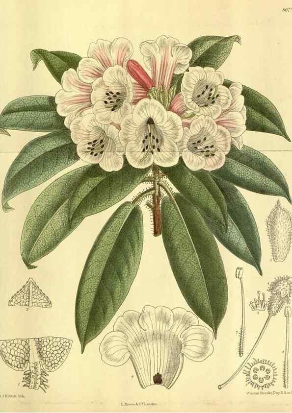 Reproducción/Reproduction 35667493010: Curtis's botanical magazine.. London ; New York [etc.] :Academic Press [etc.]