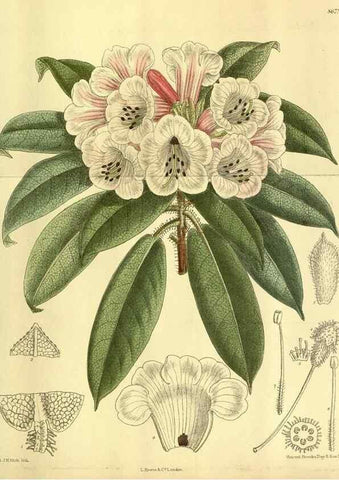 Reproducción/Reproduction 35667493010: Curtis's botanical magazine.. London ; New York [etc.] :Academic Press [etc.]