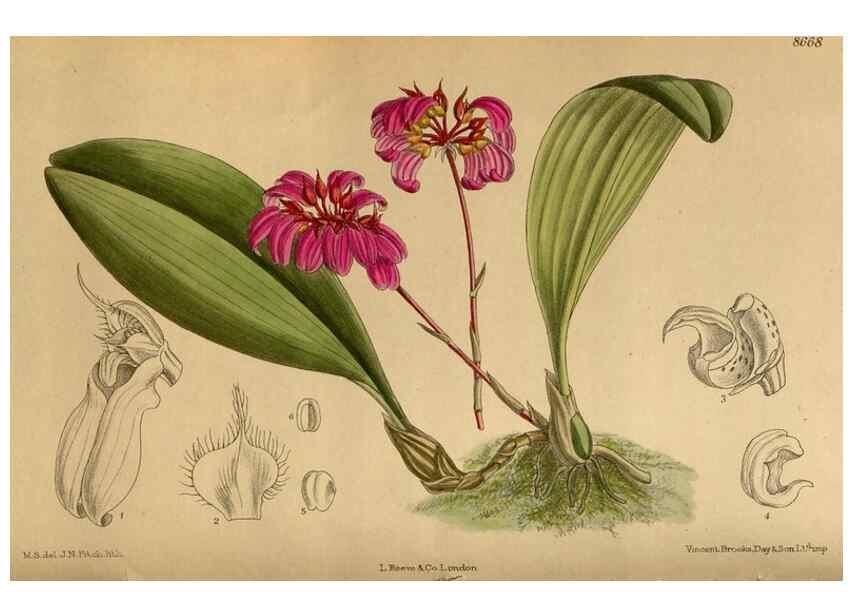 Reproducción/Reproduction 36015636826: Curtis's botanical magazine.. London ; New York [etc.] :Academic Press [etc.]