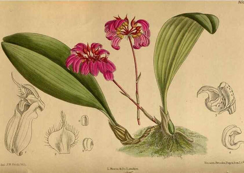 Reproducción/Reproduction 36015636826: Curtis's botanical magazine.. London ; New York [etc.] :Academic Press [etc.]