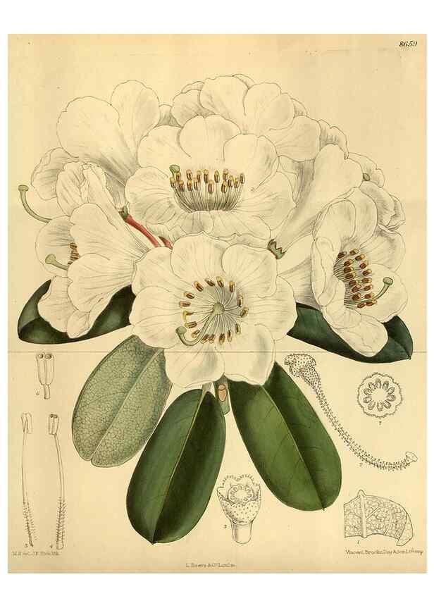 Reproducción/Reproduction 36057117535: Curtis's botanical magazine.. London ; New York [etc.] :Academic Press [etc.]