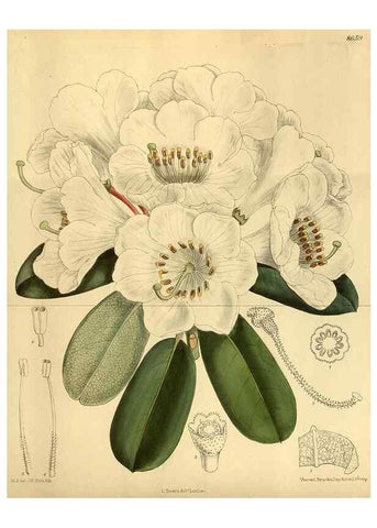 Reproducción/Reproduction 36057117535: Curtis's botanical magazine.. London ; New York [etc.] :Academic Press [etc.]