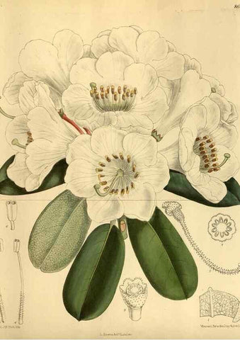 Reproducción/Reproduction 36057117535: Curtis's botanical magazine.. London ; New York [etc.] :Academic Press [etc.]