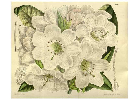 Reproducción/Reproduction 35885893002: Curtis's botanical magazine.. London ; New York [etc.] :Academic Press [etc.]
