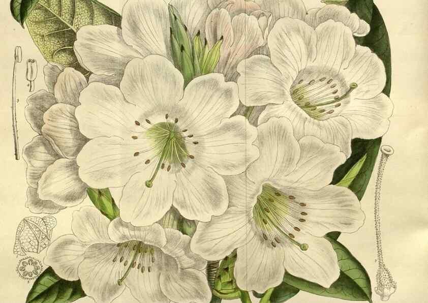 Reproducción/Reproduction 35885893002: Curtis's botanical magazine.. London ; New York [etc.] :Academic Press [etc.]
