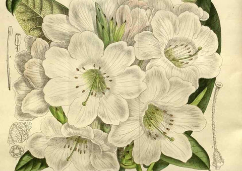 Reproducción/Reproduction 35885893002: Curtis's botanical magazine.. London ; New York [etc.] :Academic Press [etc.]