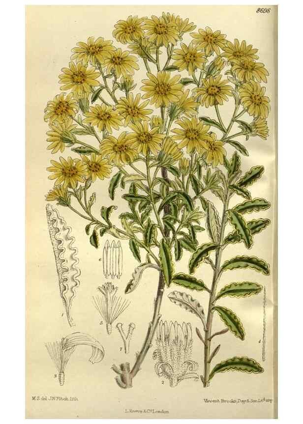 Reproducción/Reproduction 35923770201: Curtis's botanical magazine.. London ; New York [etc.] :Academic Press [etc.]