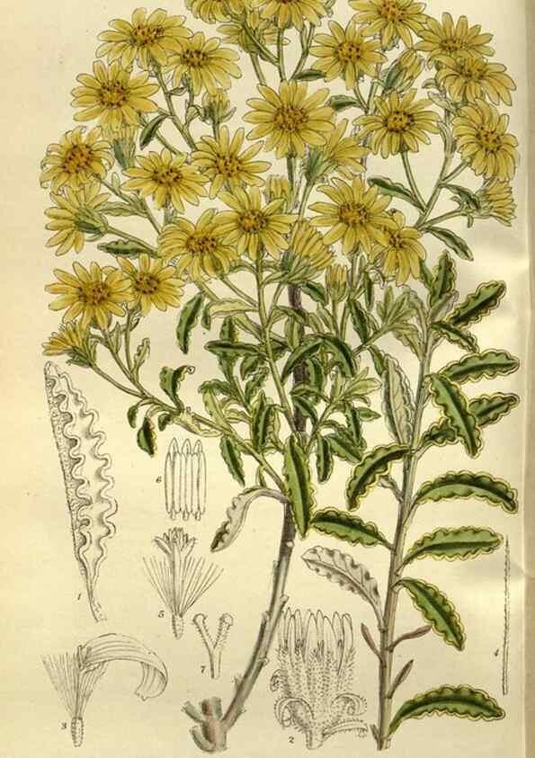 Reproducción/Reproduction 35923770201: Curtis's botanical magazine.. London ; New York [etc.] :Academic Press [etc.]