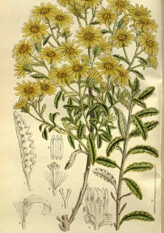 Reproducción/Reproduction 35923770201: Curtis's botanical magazine.. London ; New York [etc.] :Academic Press [etc.]