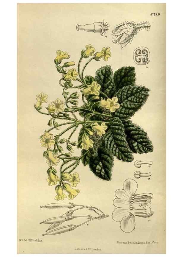 Reproducción/Reproduction 36015745416: Curtis's botanical magazine.. London ; New York [etc.] :Academic Press [etc.]