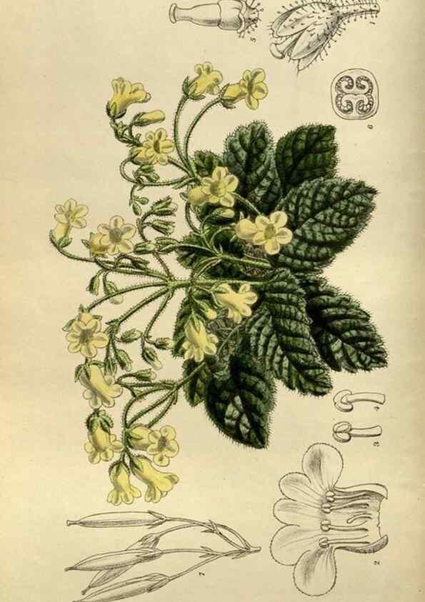 Reproducción/Reproduction 36015745416: Curtis's botanical magazine.. London ; New York [etc.] :Academic Press [etc.]