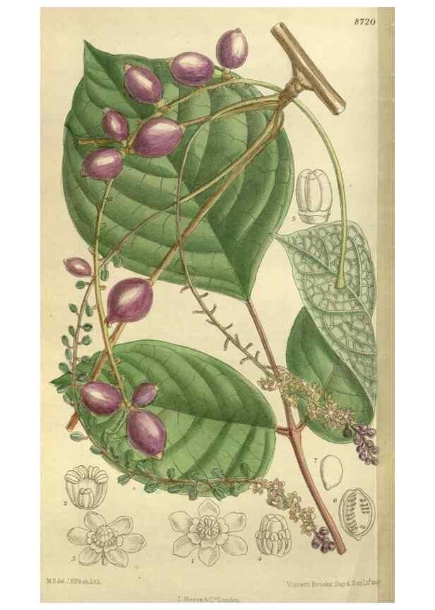 Reproducción/Reproduction 36015746486: Curtis's botanical magazine.. London ; New York [etc.] :Academic Press [etc.]