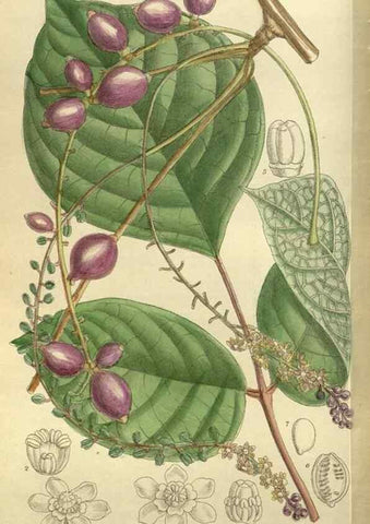 Reproducción/Reproduction 36015746486: Curtis's botanical magazine.. London ; New York [etc.] :Academic Press [etc.]