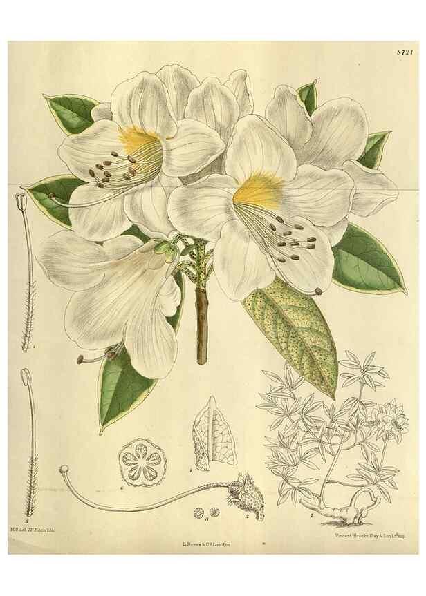 Reproducción/Reproduction 35217659464: Curtis's botanical magazine.. London ; New York [etc.] :Academic Press [etc.]