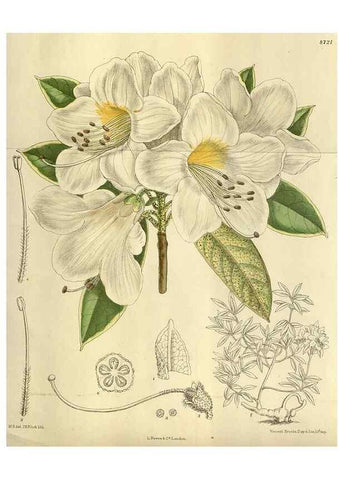 Reproducción/Reproduction 35217659464: Curtis's botanical magazine.. London ; New York [etc.] :Academic Press [etc.]