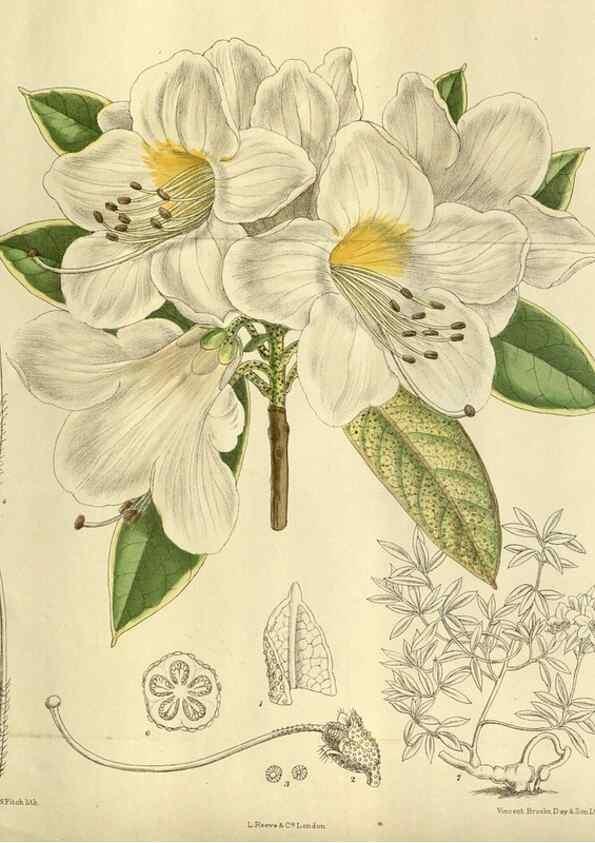 Reproducción/Reproduction 35217659464: Curtis's botanical magazine.. London ; New York [etc.] :Academic Press [etc.]
