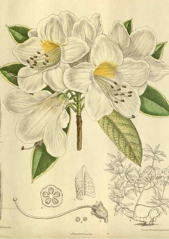 Reproducción/Reproduction 35217659464: Curtis's botanical magazine.. London ; New York [etc.] :Academic Press [etc.]