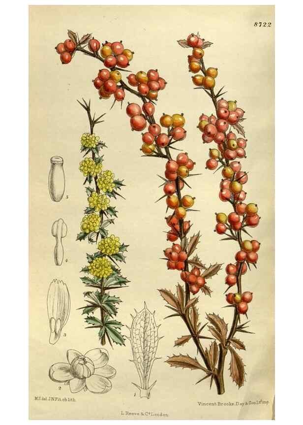 Reproducción/Reproduction 35217661564: Curtis's botanical magazine.. London ; New York [etc.] :Academic Press [etc.]