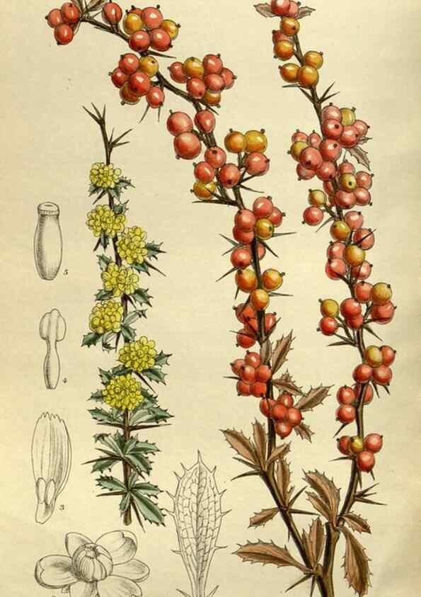 Reproducción/Reproduction 35217661564: Curtis's botanical magazine.. London ; New York [etc.] :Academic Press [etc.]