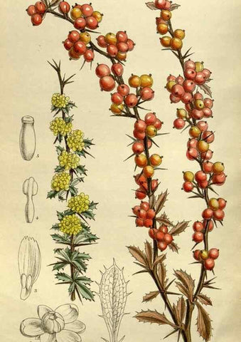 Reproducción/Reproduction 35217661564: Curtis's botanical magazine.. London ; New York [etc.] :Academic Press [etc.]